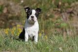 BOSTON TERRIER 186